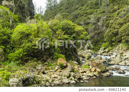 Karangahake Valley, New Zealand 60621140