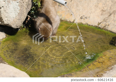 兒童猴子飲用水 兒童猴子飲用水 60621416