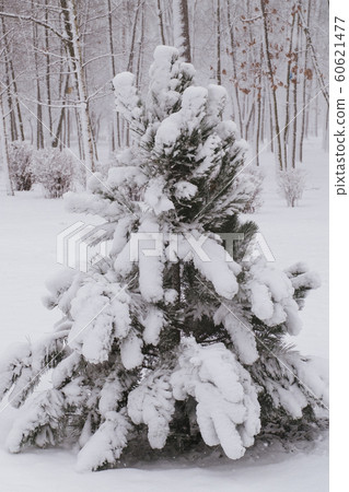Pine trees under snow at the winter time Pine trees under snow at the winter time 60621477