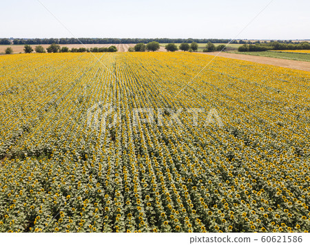 Aerial drone view of the sunflower field, green 60621586