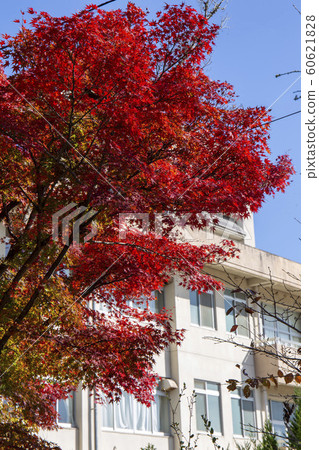 Autumn school building Autumn school building 60621828