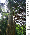 Old cedar of Kumano Shrine 60622294