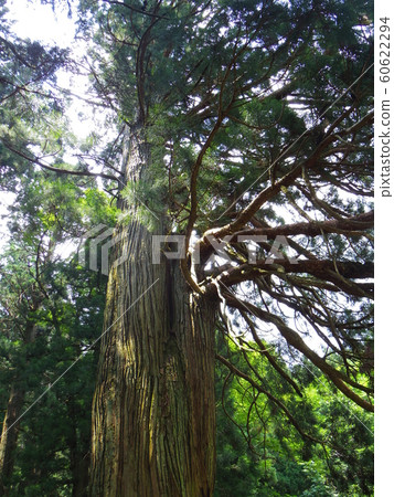熊野神社的舊雪松 60622294