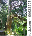 Old cedar of Kumano Shrine 60622295