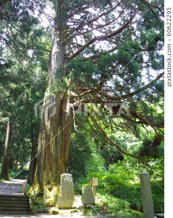Old cedar of Kumano Shrine Old cedar of Kumano Shrine 60622295