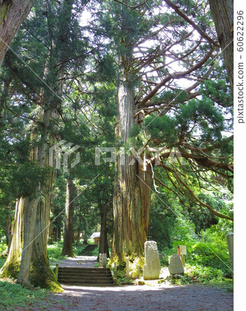 熊野神社的舊雪松 60622296