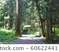 Cedar at Kumano Shrine 60622441