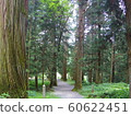 Cedar at Kumano Shrine 60622451