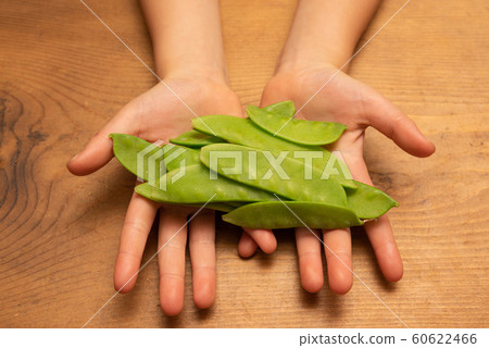 Child's hand holding Kinusaya Child's hand holding Kinusaya 60622466