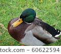 Duck 60622594