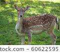 A deer 60622595