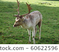 A deer 60622596