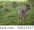 A deer 60622597