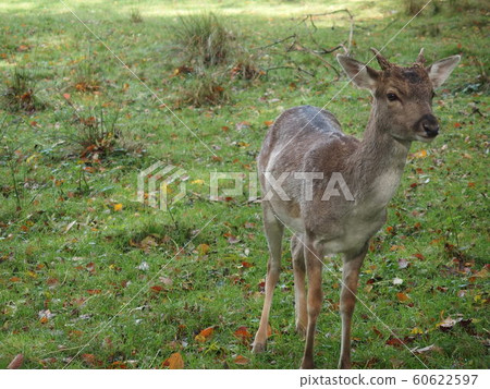 A deer 60622597