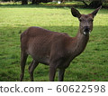 A deer 60622598