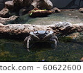 crab  60622600