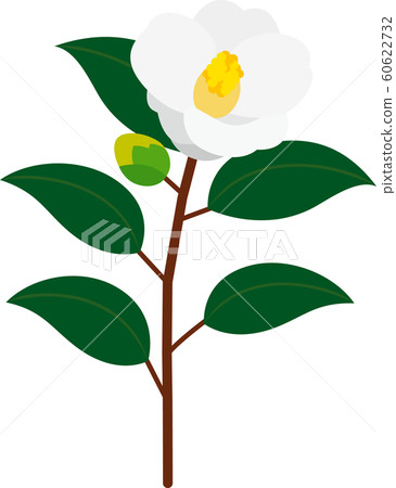 椿椿早春 椿椿早春 60622732