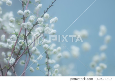 Neat white floret 60622808