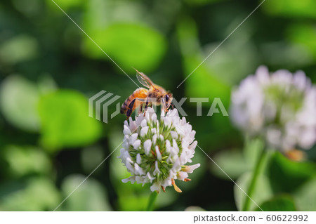 一隻蜜蜂 一隻蜜蜂 60622992