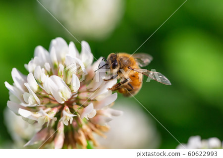 一隻蜜蜂 一隻蜜蜂 60622993