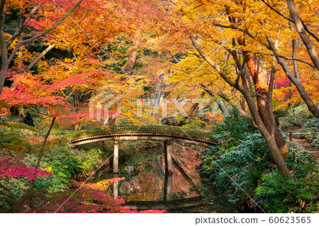 << Tokyo >> Japanese Garden Rikugien Autumn Leaves << Tokyo >> Japanese Garden Rikugien Autumn Leaves 60623565