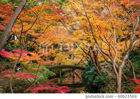 <<東京>>日本花園菊園秋葉 60623569