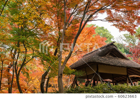 << Tokyo >> Japanese Garden Rikugien Autumn Leaves << Tokyo >> Japanese Garden Rikugien Autumn Leaves 60623663