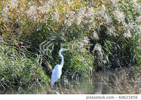 Heron, Egret, Great Egret, Meal, Ogawa, December, Sunny 60623856