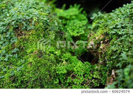 Beautiful Bright Green moss grown up cover the rough  60624074