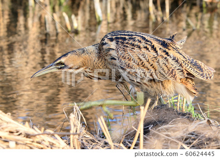 Great bittern in funny pose. Great bittern in funny pose. 60624445
