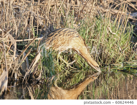 Great bittern in funny pose. Great bittern in funny pose. 60624446