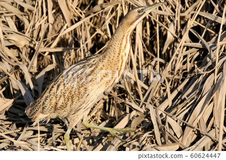 Unusual portrait of a Great bittern in funny pose.Eurasian Great Bittern in a Unusual portrait of a Great bittern in funny pose.Eurasian Great Bittern in a 60624447