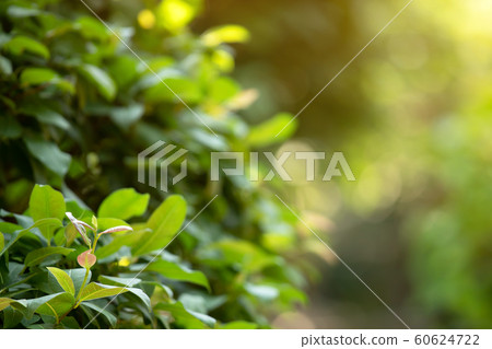 Beautiful Bright Green moss grown up cover  60624722
