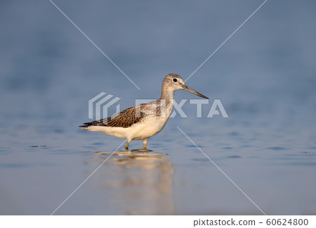 The common greenshank (Tringa nebularia) The common greenshank (Tringa nebularia) 60624800