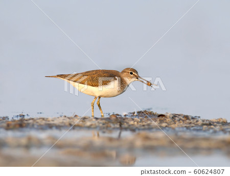 A common sandpiper close up portrait A common sandpiper close up portrait 60624807