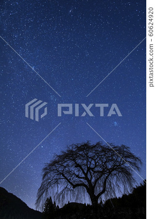 Milky Way and cherry tree silhouette 60624920