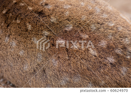Wild Deer Brown fur skin hair animal texture 60624970