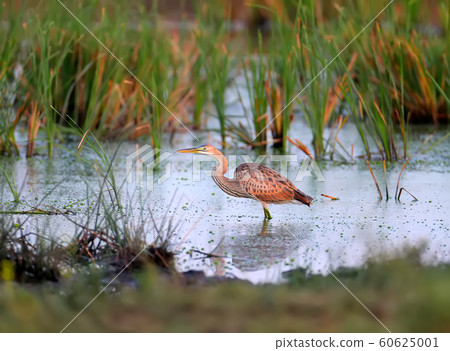 A purple heron in natural habitat A purple heron in natural habitat 60625001