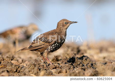 Blue-eyed handsome 60625004