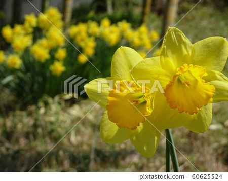 Close-up of two daffodils against blurred bamboo forest and daffodils / Narcissus 60625524