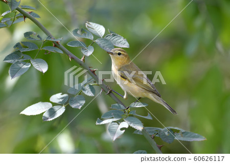 Thorns and birds 60626117