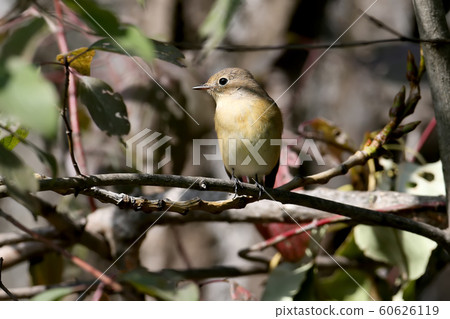 A red breasted flycatcher portrait with a leafs 60626119