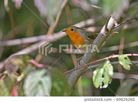 The European robin (Erithacus rubecula) in hiding The European robin (Erithacus rubecula) in hiding 60626268