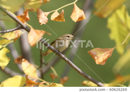 In the autumn light In the autumn light 60626269