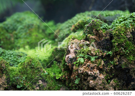 Beautiful Bright Green moss grown up cover  60626287