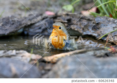 A morning bathing A morning bathing 60626348