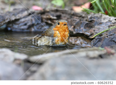 A morning bath A morning bath 60626352