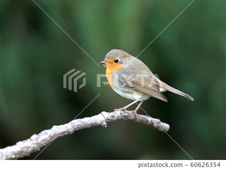 European Robin extra close up portrait European Robin extra close up portrait 60626354
