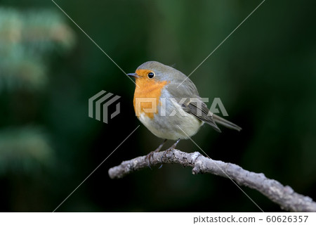 Unusual portrait Unusual portrait 60626357