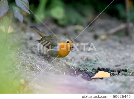 European Robin extra close up portrait 60626445